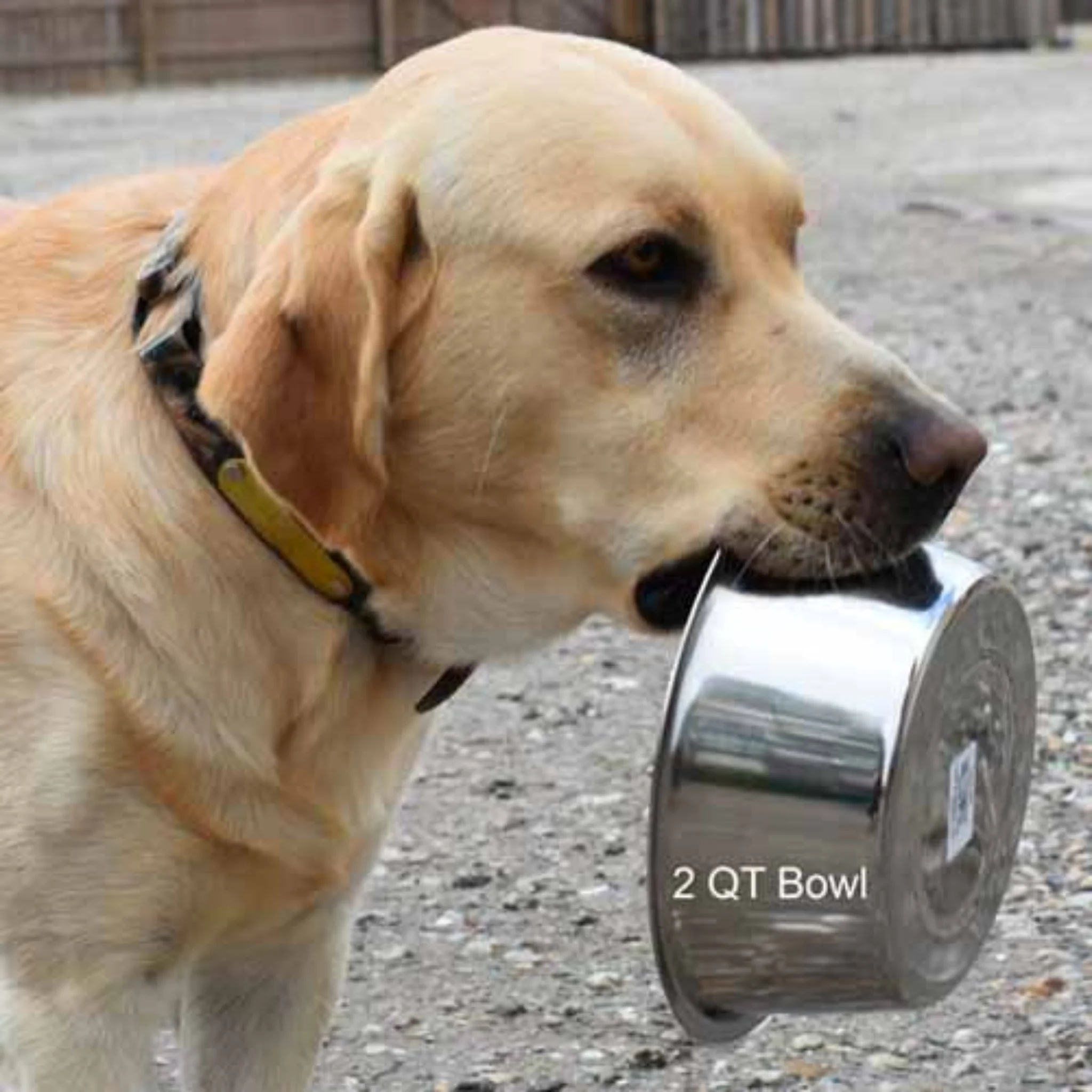 Stainless Steel Dog Bowl - Image 3