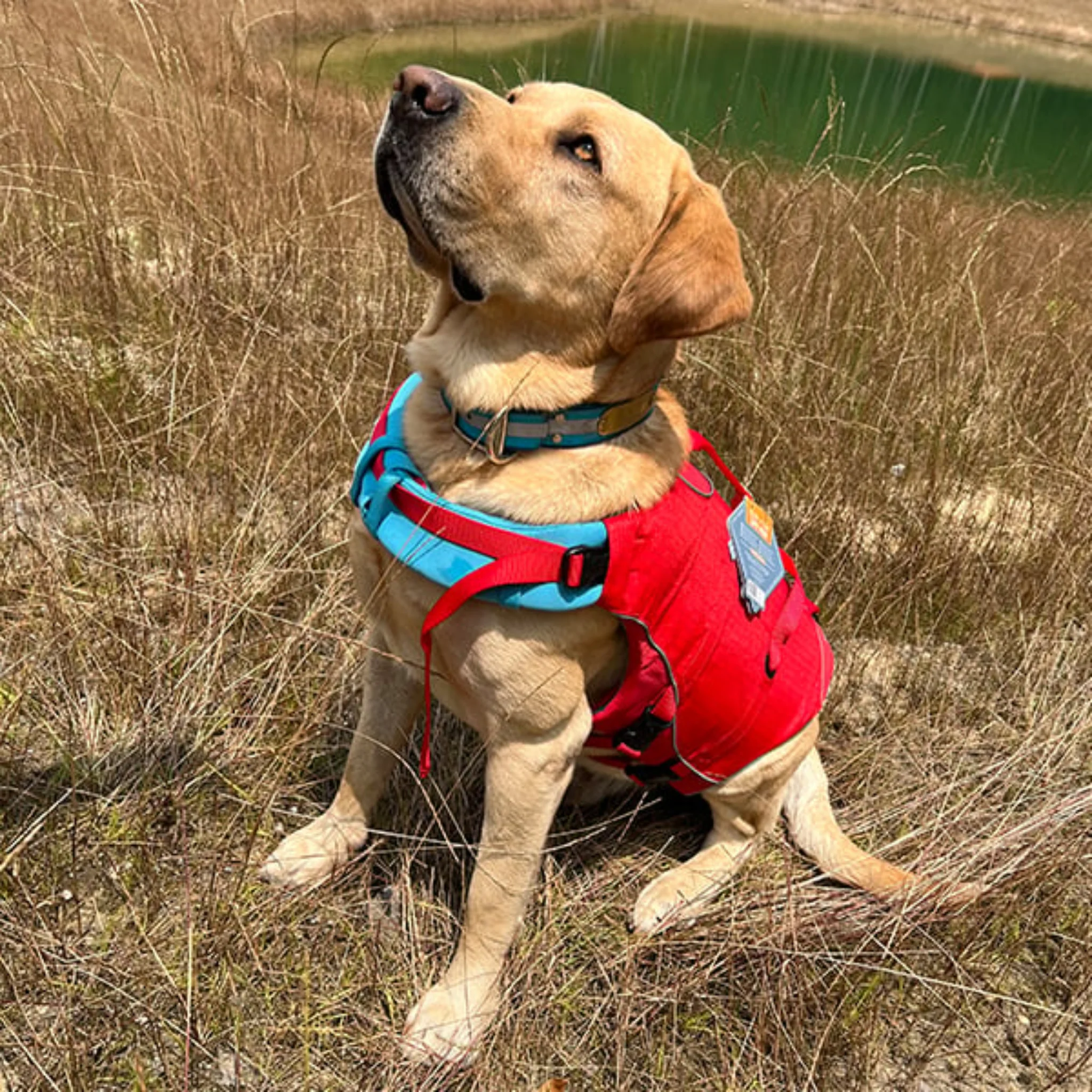 Surf N Turf Dog Life Jacket - Image 4