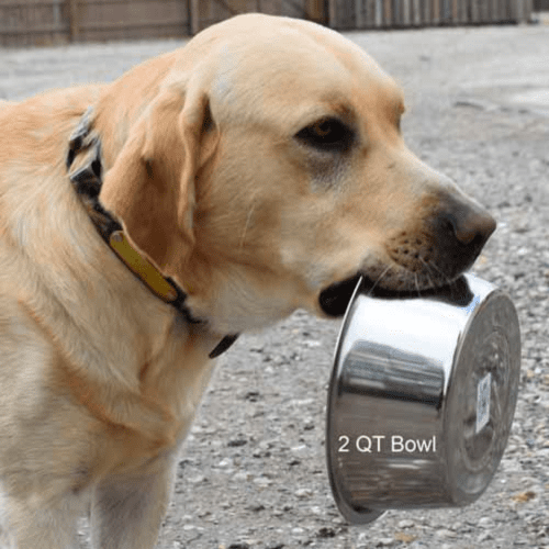 Stainless Steele Dog Bowl 3